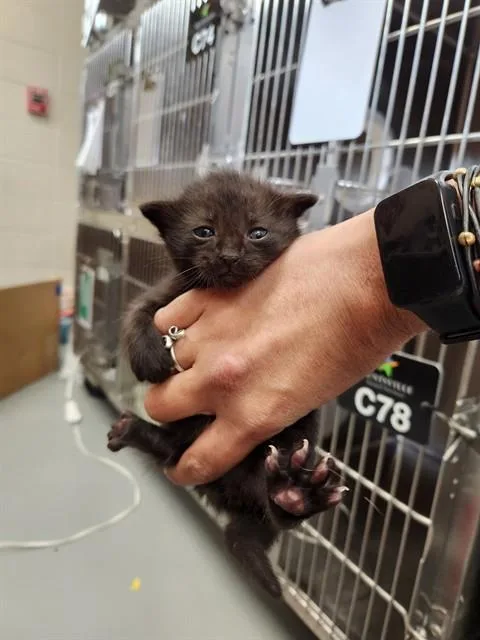 A baby medium-sized male Domestic Short Hair cat named Damien for adoption in Huntsville, AL