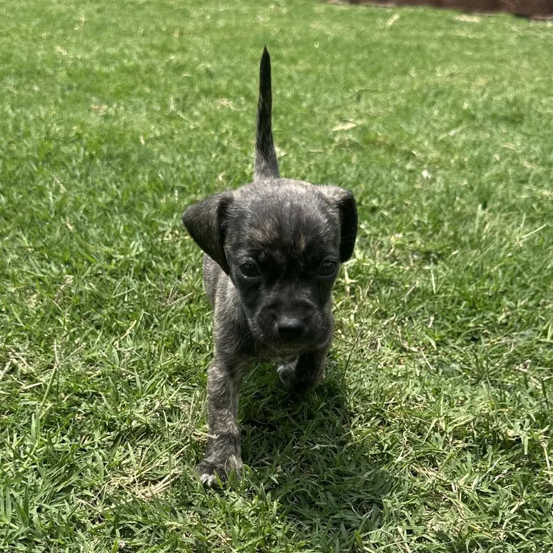 A baby small-sized male Brindle Chihuahua dog named Brinley C for adoption in Oklahoma City, OK