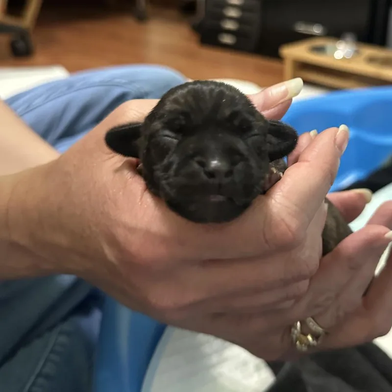 Brinley C thumbnail 4