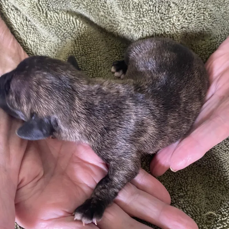 Brinley C thumbnail 6