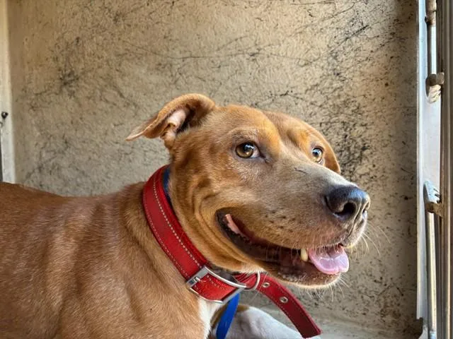 A young medium-sized female Pit Bull Terrier dog named A for adoption in Oklahoma City, OK