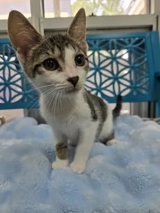 A baby medium-sized male Domestic Short Hair cat named Cubby for adoption in Savannah, GA
