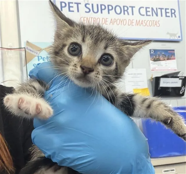 A baby medium-sized female Domestic Short Hair cat named Waffles for adoption in Dallas, TX