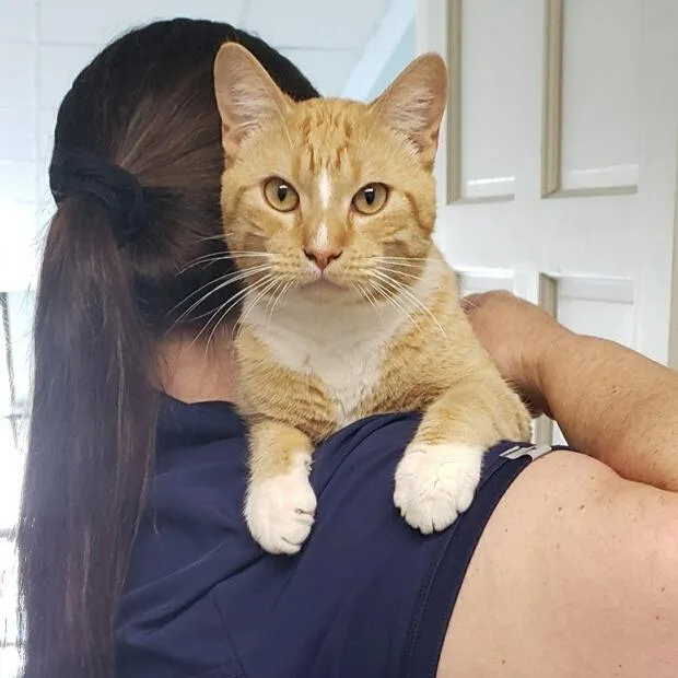 A young small-sized male Orange / Red Domestic Short Hair cat named Carnall for adoption in Fort Smith, AR
