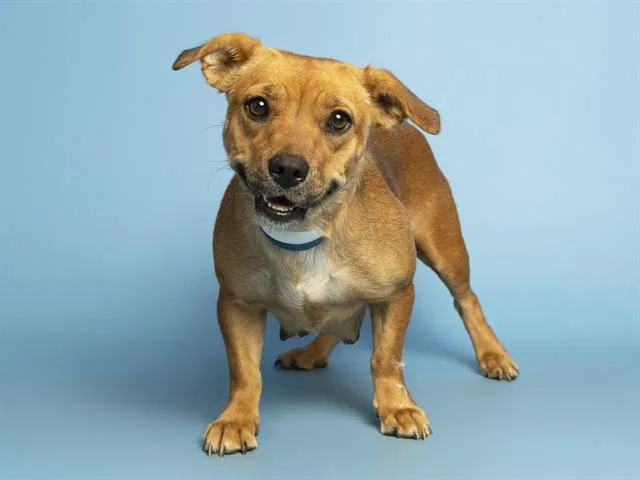 An adult small-sized female Pit Bull Terrier dog named Twinky for adoption in Phoenix, AZ
