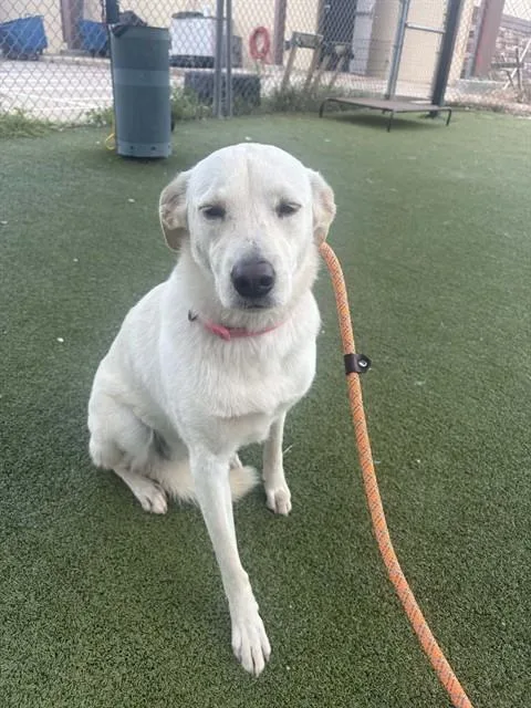 An adult small-sized female Labrador Retriever dog named Zoe for adoption in Pasadena, TX