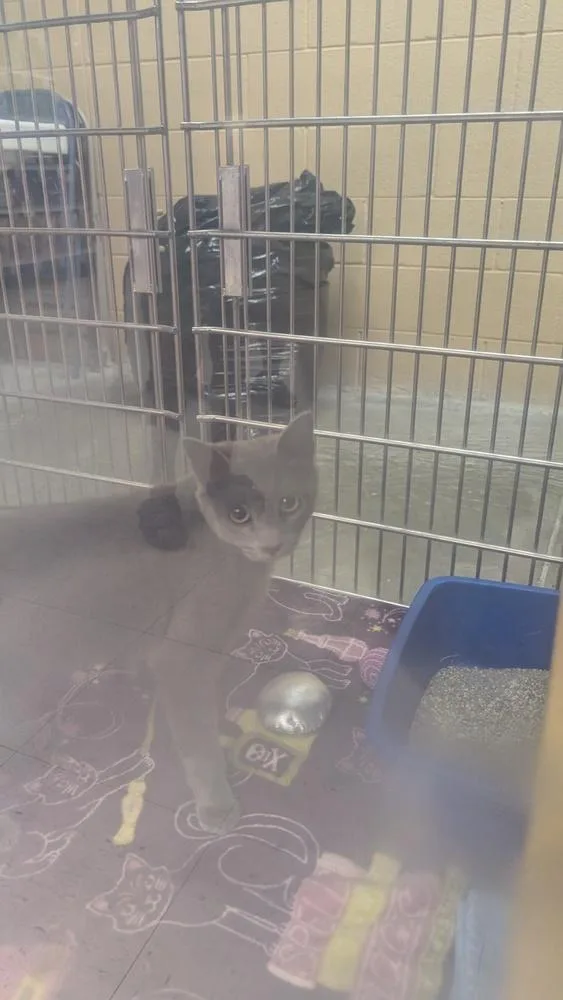 A young small-sized female Domestic Short Hair cat named Dawn for adoption in Parker, CO