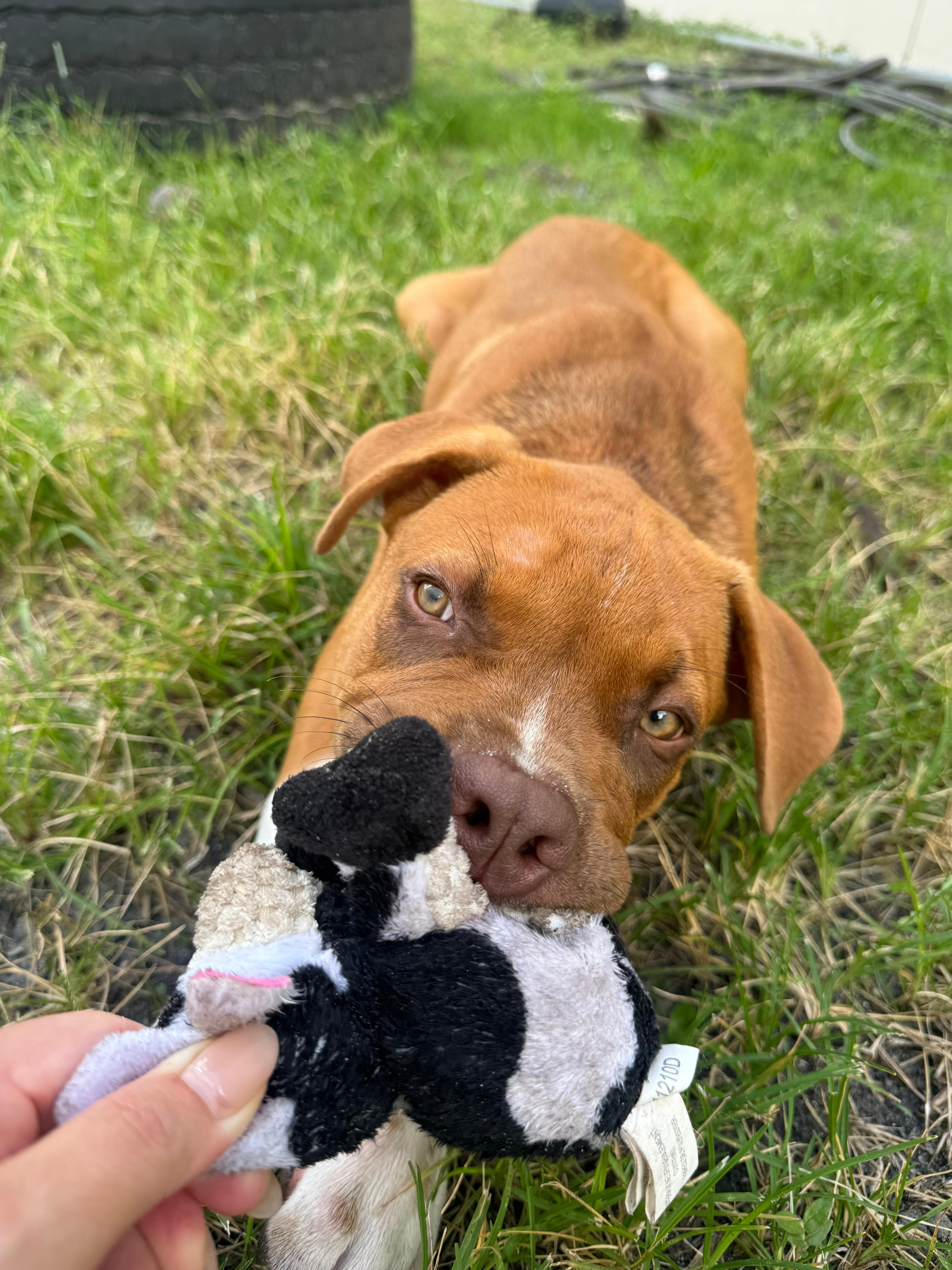 A baby large-sized male Brown / Chocolate Boxer dog named Bubba for adoption in Pembroke Pines, FL
