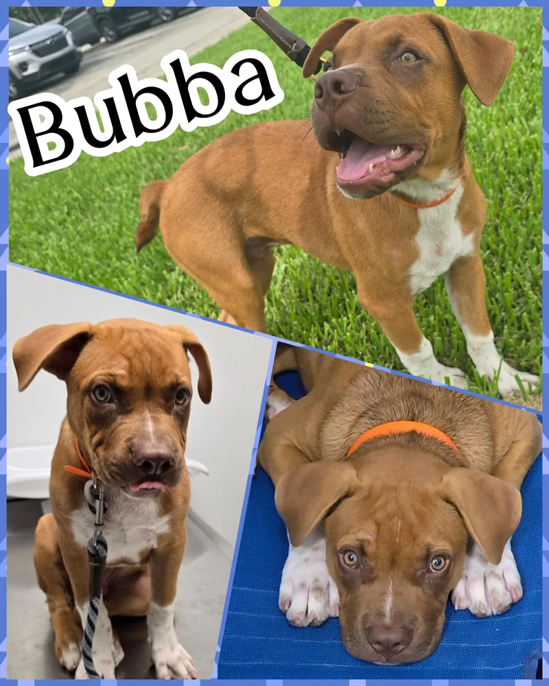 Bubba thumbnail 3