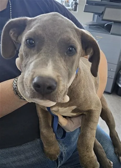 A baby small-sized female Pit Bull Terrier dog named Jinxi for adoption in Bakersfield, CA