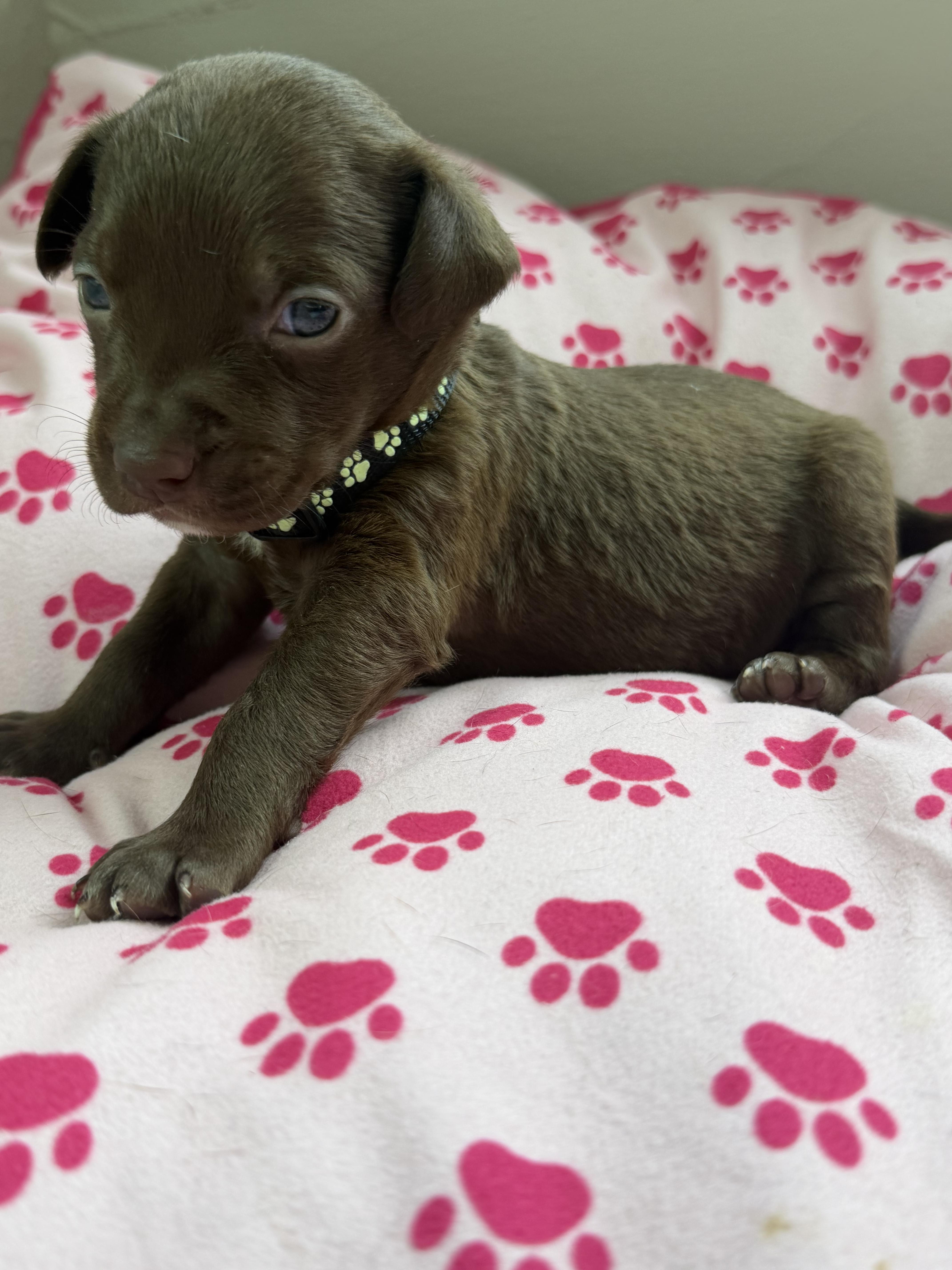 Lilly