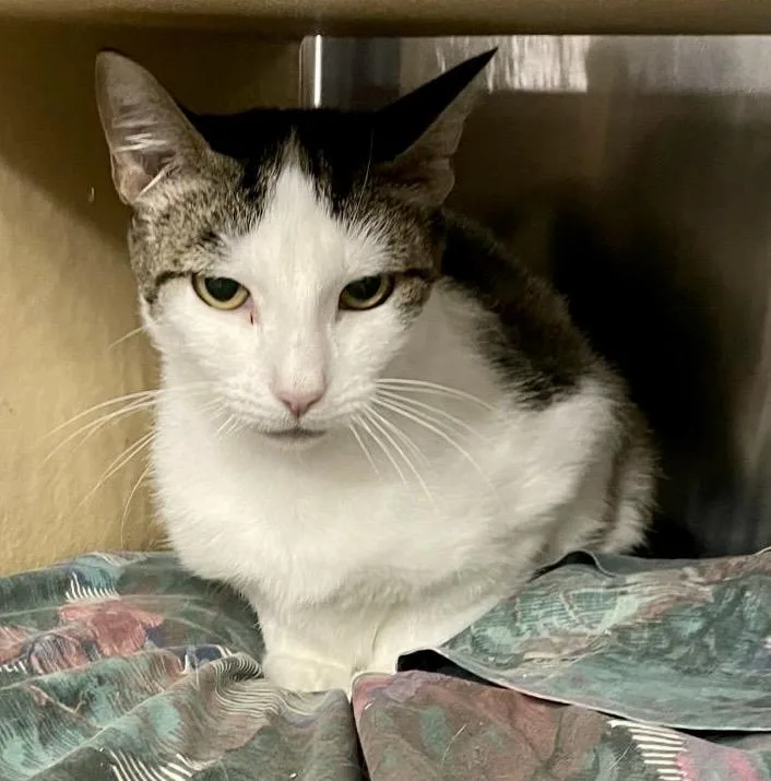 An adult medium-sized female White Domestic Short Hair cat named Dijon for adoption in San Juan Capistrano, CA