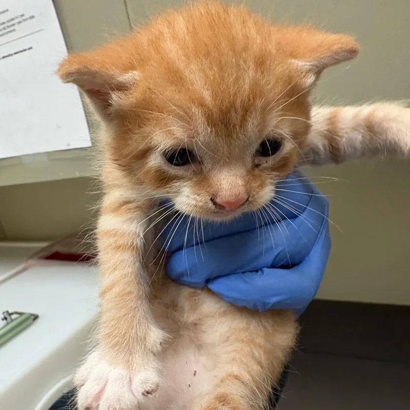 A baby small-sized male Orange / Red Domestic Short Hair cat named Marmite for adoption in Columbus, GA