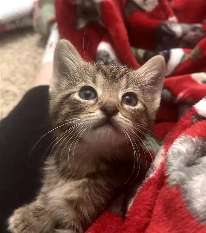 A baby small-sized male Domestic Short Hair cat named Morgan for adoption in Fayetteville, AR