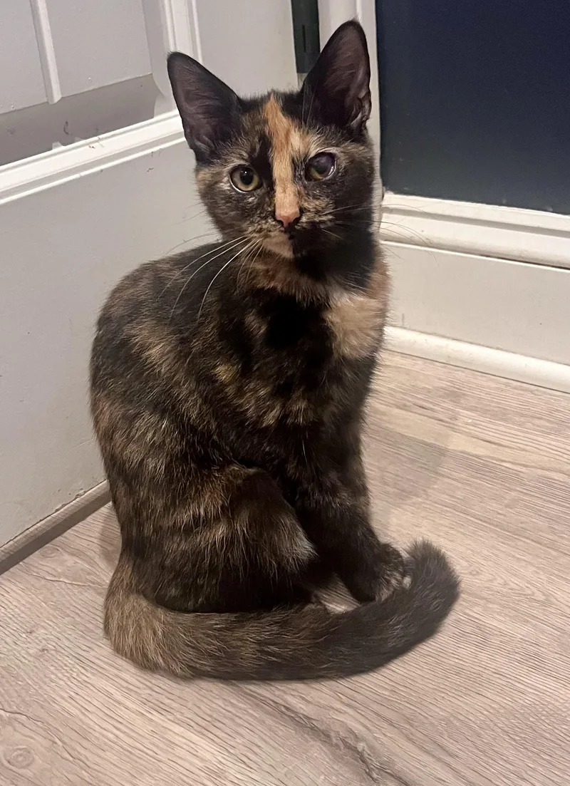 A baby medium-sized female Tortoiseshell Domestic Short Hair cat named Bagel Bite for adoption in Cleveland Heights, OH