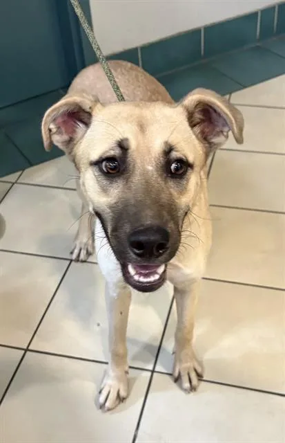 A young large-sized female German Shepherd Dog dog named Sirena for adoption in Newton, NC