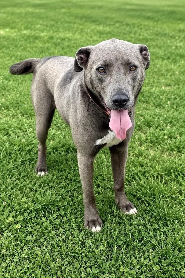 An adult medium-sized male Gray / Blue / Silver Mixed Breed dog named Bruno for adoption in Maryville, TN