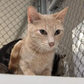 An adult medium-sized female Buff / Tan / Fawn Domestic Short Hair cat named Hazelton for adoption in Birdsboro, PA