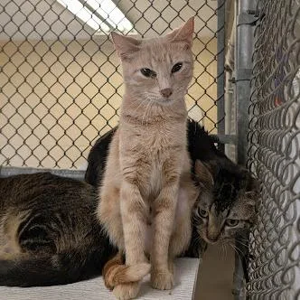 Hazelton thumbnail 2