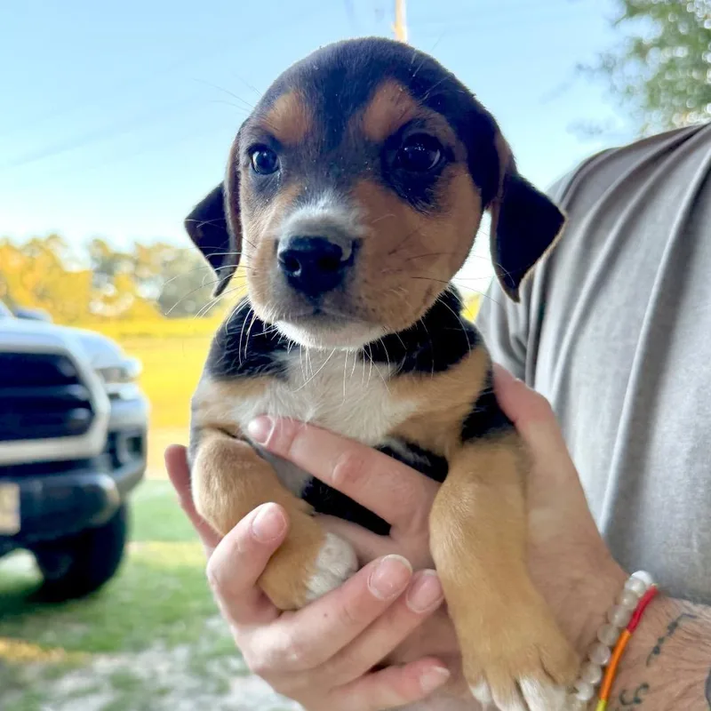 A baby small-sized female Mixed Breed dog named Honey for adoption in Aberdeen, NC