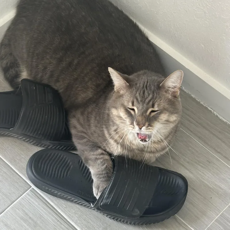 An adult extra large-sized male Brown / Chocolate Domestic Short Hair cat named Louie for adoption in West Palm Beach, FL