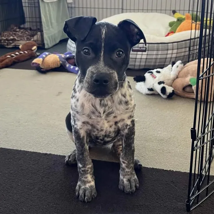 A baby medium-sized female Australian Cattle Dog / Blue Heeler dog named Honda for adoption in Mount Vernon, WA