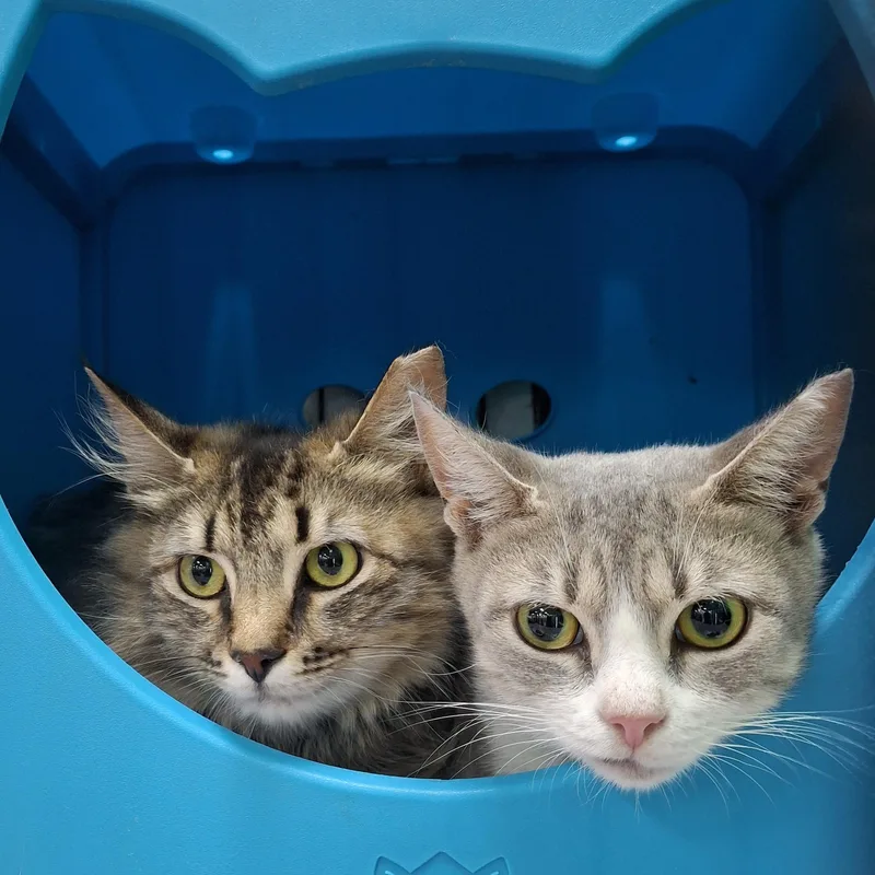 Palace And India thumbnail 2