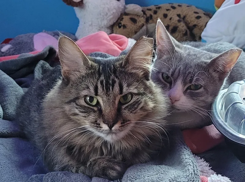 Palace And India thumbnail 5