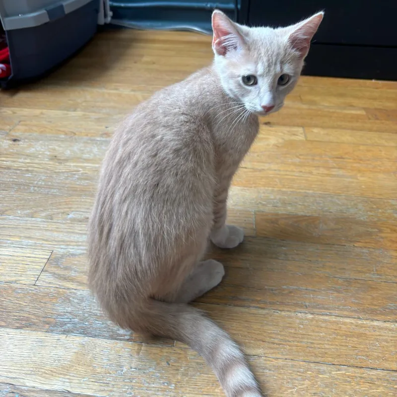 A young medium-sized male Domestic Short Hair cat named Sam for adoption in Stokesdale, NC