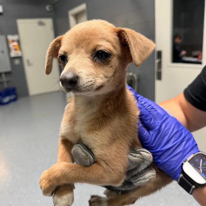 A baby small-sized female White / Cream Terrier dog named Skittles for adoption in Tuscaloosa, AL