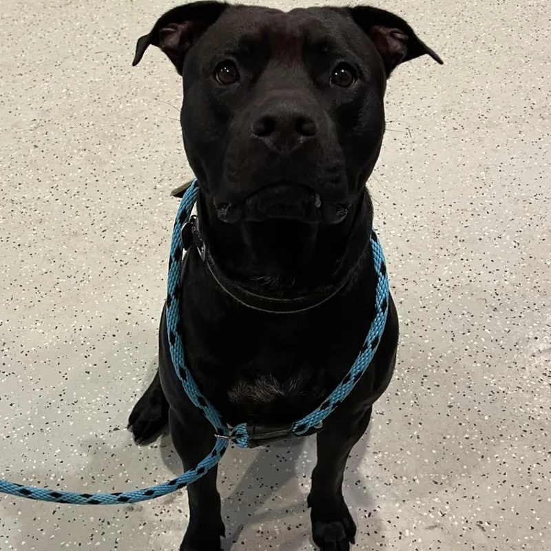 An adult medium-sized male Black Labrador Retriever dog named Ozzi for adoption in Port Charlotte, FL