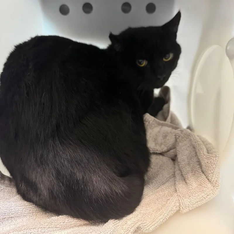 An adult extra large-sized male Black Domestic Short Hair cat named Elmer for adoption in Pasadena, CA