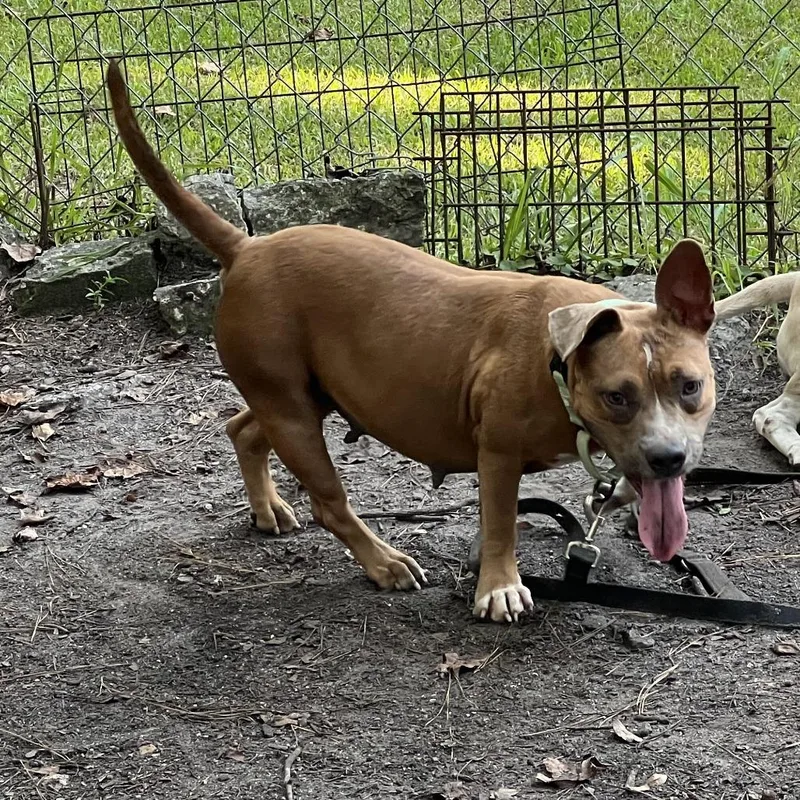 An adult medium-sized female Yellow / Tan / Blond / Fawn Mixed Breed dog named Panini for adoption in Summerville, SC