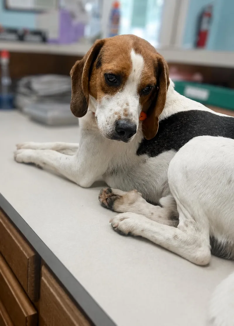 An adult large-sized male Beagle dog named Beckett for adoption in TULSA, OK