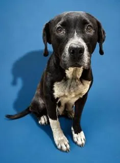 An adult medium-sized female Mixed Breed dog named Betty Spaghetti for adoption in Jacksonville, FL