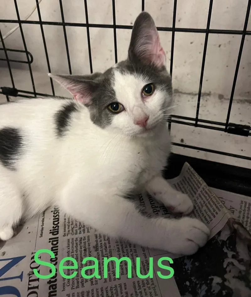 A baby large-sized male Domestic Short Hair cat named Seamus for adoption in Princeton, IN