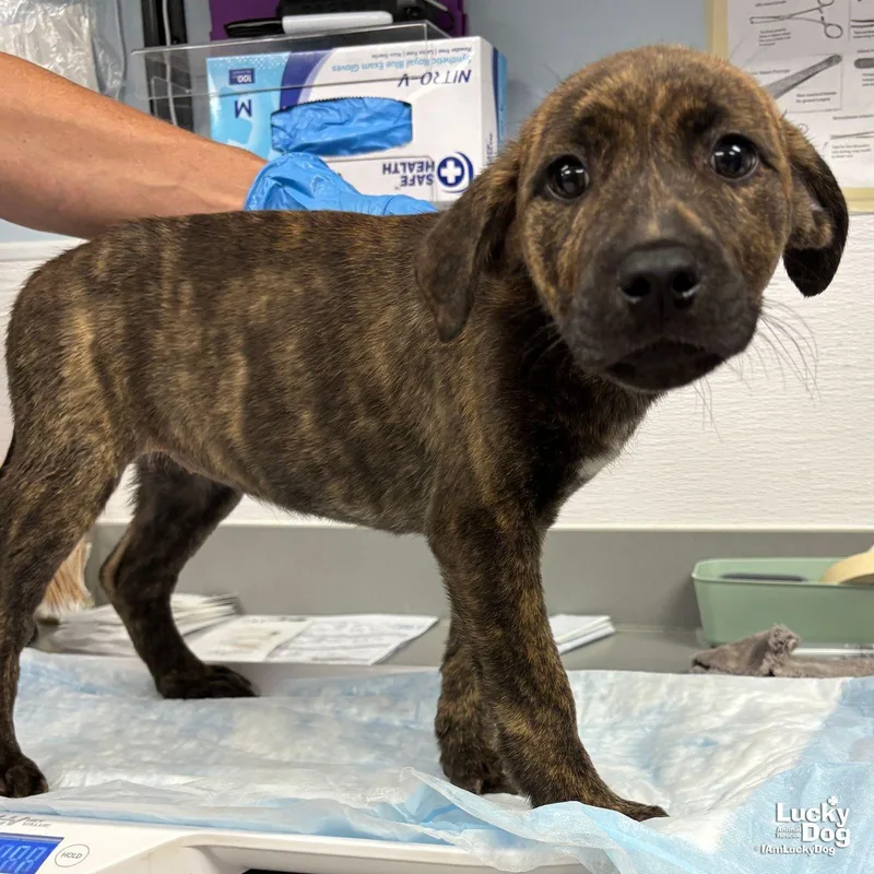 A baby large-sized female Shepherd dog named Nadia for adoption in Washington, DC