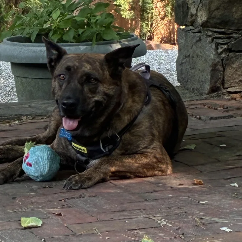 An adult large-sized female German Shepherd Dog dog named Roxy for adoption in Oak Bluffs, MA