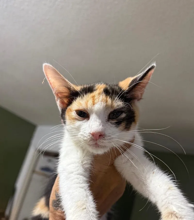 A baby large-sized female Domestic Short Hair cat named Valkyrie for adoption in warrenville, SC