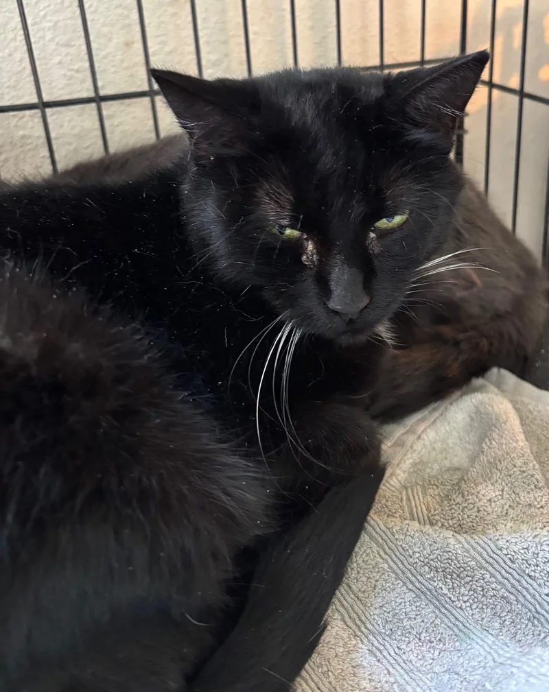 A young medium-sized female Black Domestic Short Hair cat named Spot for adoption in Raymond, WA