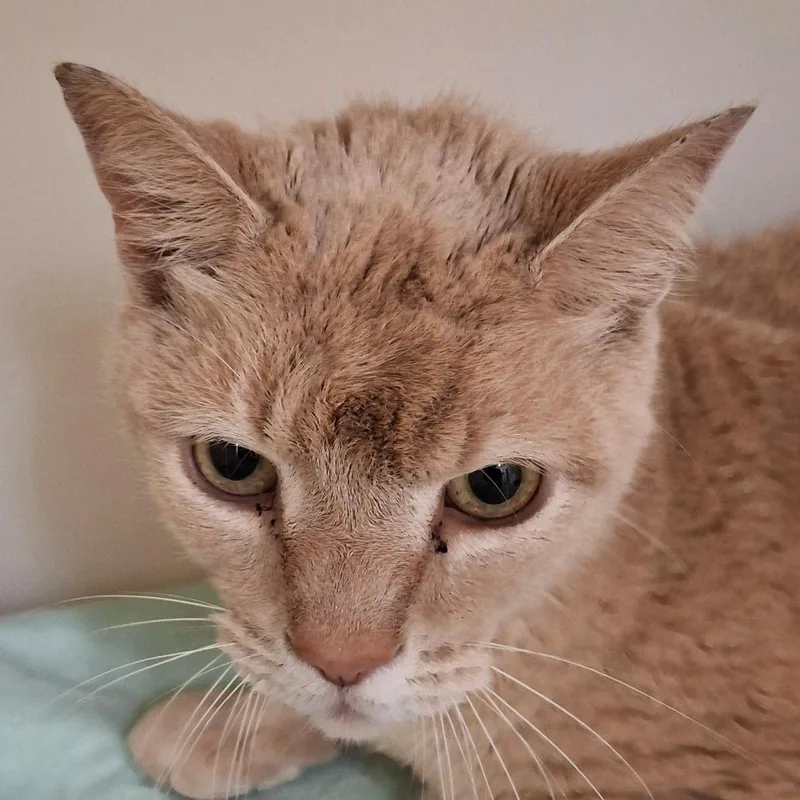 A senior large-sized male Buff / Tan / Fawn Domestic Short Hair cat named Max for adoption in Zanesville, OH