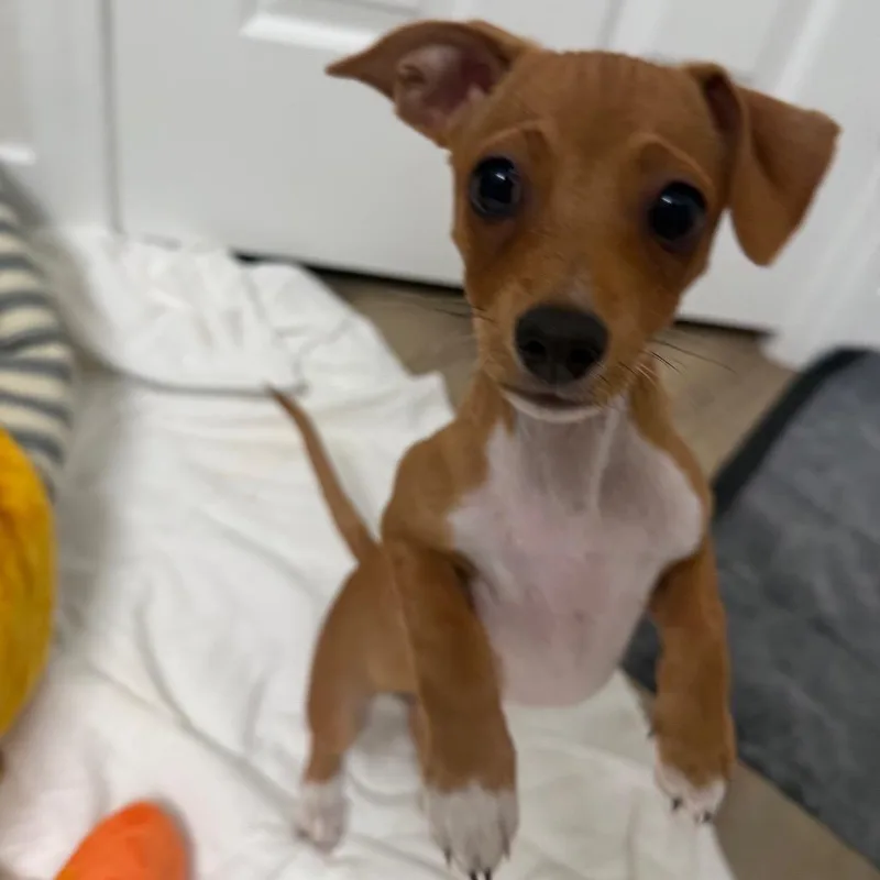 Dolly thumbnail 3