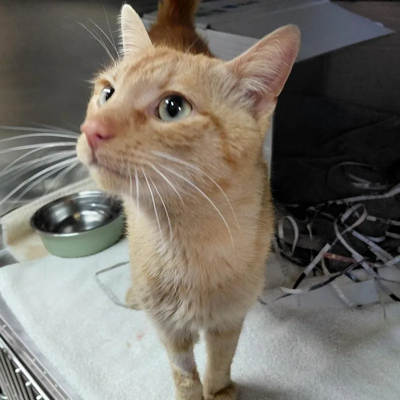 A young medium-sized male Orange / Red Domestic Short Hair cat named Cupid for adoption in Philadelphia, PA
