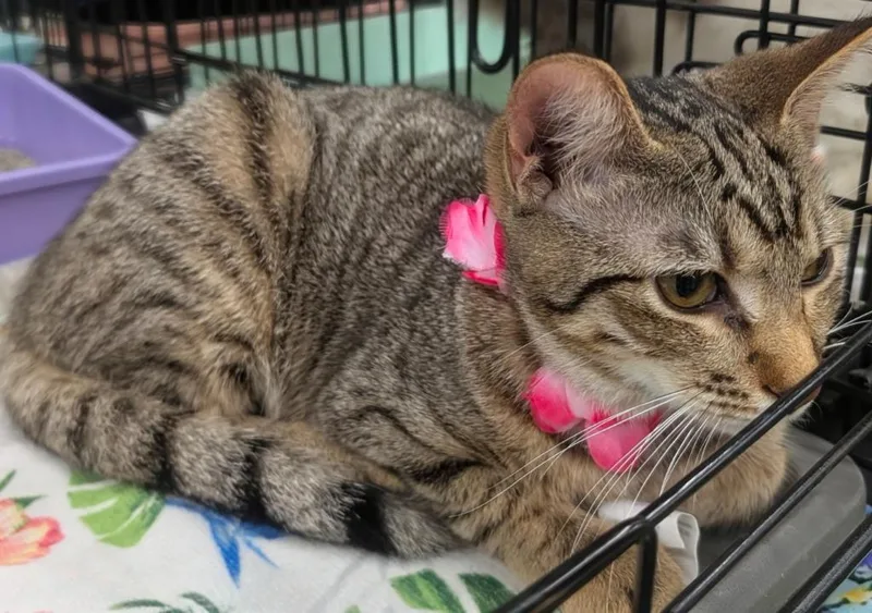 A baby medium-sized female Domestic Short Hair cat named Cagney for adoption in Grovetown, GA