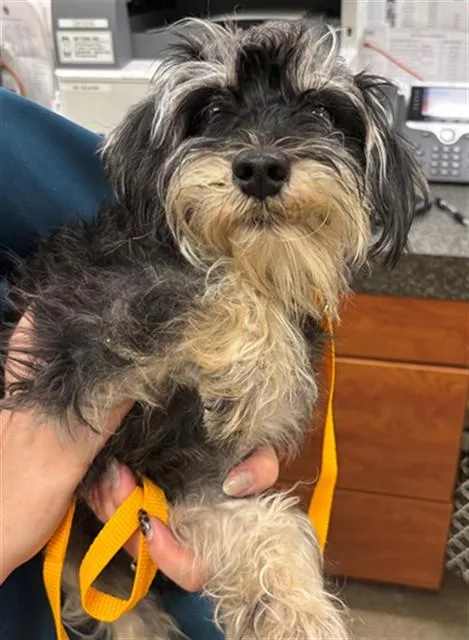 A young small-sized male Schnauzer dog named Elton for adoption in Fort Myers, FL