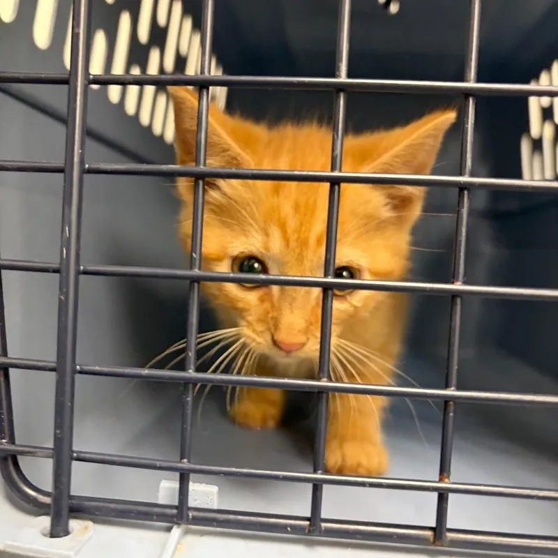 A baby small-sized male Orange / Red Domestic Short Hair cat named 71442 for adoption in Harrisonburg, VA