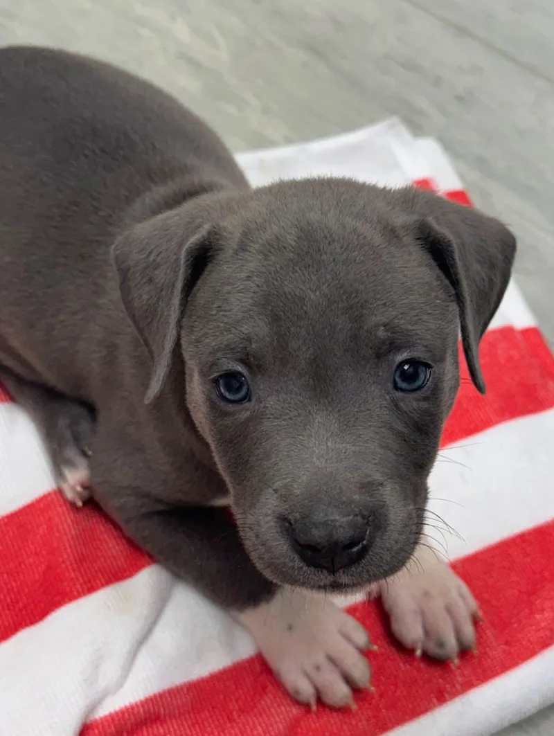 A baby small-sized female Pit Bull Terrier dog named Rumi for adoption in Winder, GA