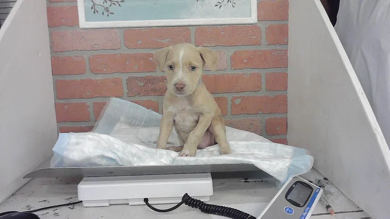 A baby small-sized female Staffordshire Bull Terrier dog named Fifa for adoption in Houston, TX