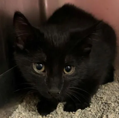 A baby small-sized male Domestic Short Hair cat named Funyuns for adoption in Baraboo, WI