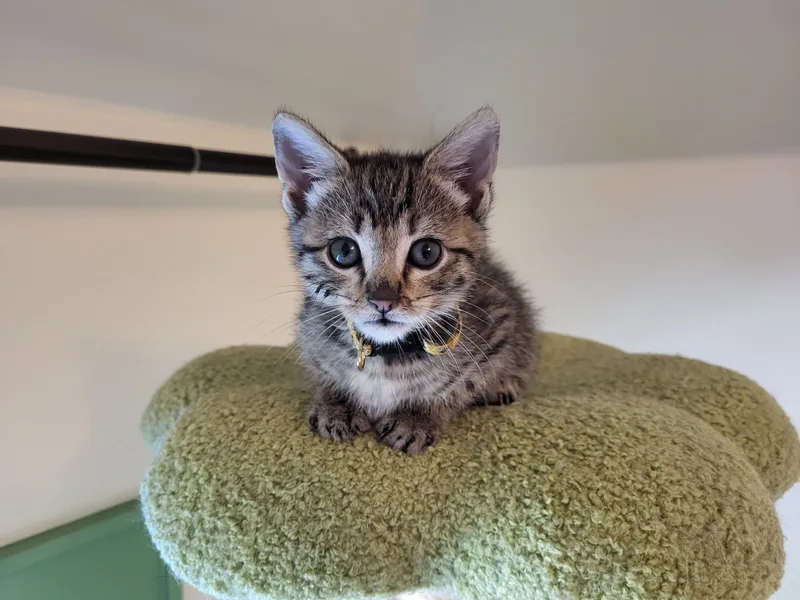A baby large-sized male Tabby (Brown / Chocolate) Domestic Short Hair cat named Doppler for adoption in Homewood, IL